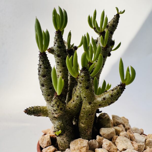 Tylecodon bucholzianus