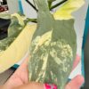 Philodendron gold swan