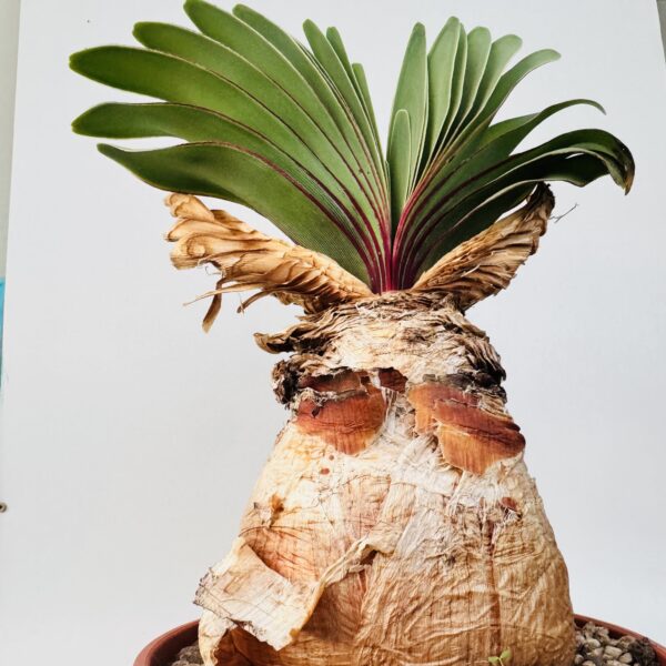 Boophone disticha