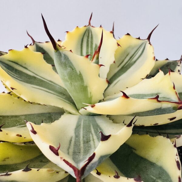 Agave potatorum super crown