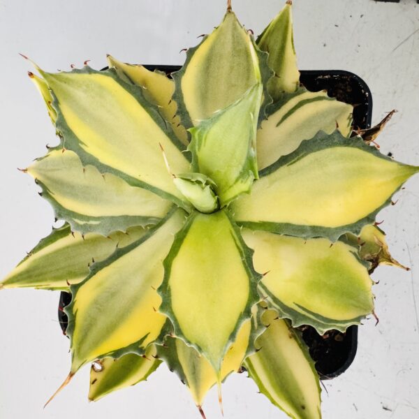 Agave isthmensis variegata