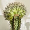 Euphorbia horwoodii cristata