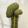 Euphorbia phillipsioides cristata