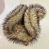 Mammillaria perezdelarosae cristata