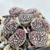 Conophytum minimun wittebergense