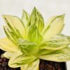 Haworthia cuspidata variegata