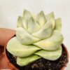 Crassula moonglow variegata