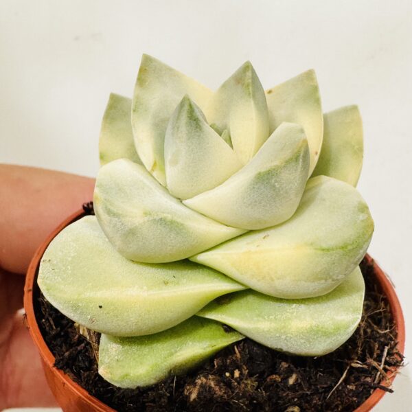 Crassula moonglow variegata
