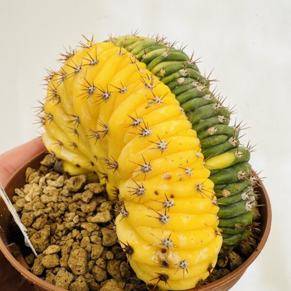 Gymnocalycium cristata variegata