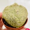 Pseudolithos migiurtinus