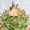 Obregonia denegrii