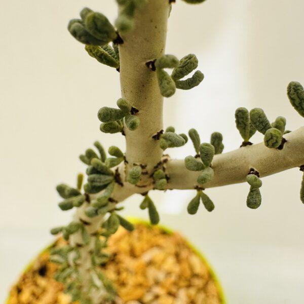 Ceraria namaquensis