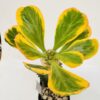 Euphorbia poissonii variegata