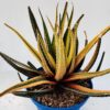 Haworthia attenuata variegata