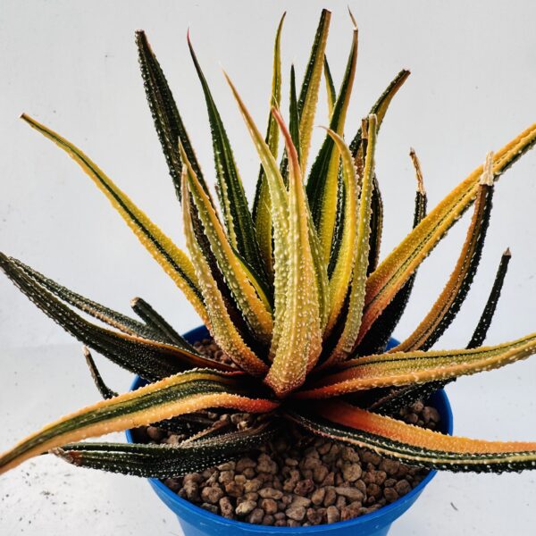 Haworthia attenuata variegata