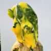 Trichocereus bridgesii monstruoso variegata