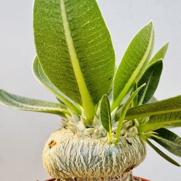 Pachypodium brevicaule