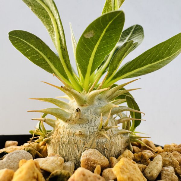 Pachypodium eburneum snake