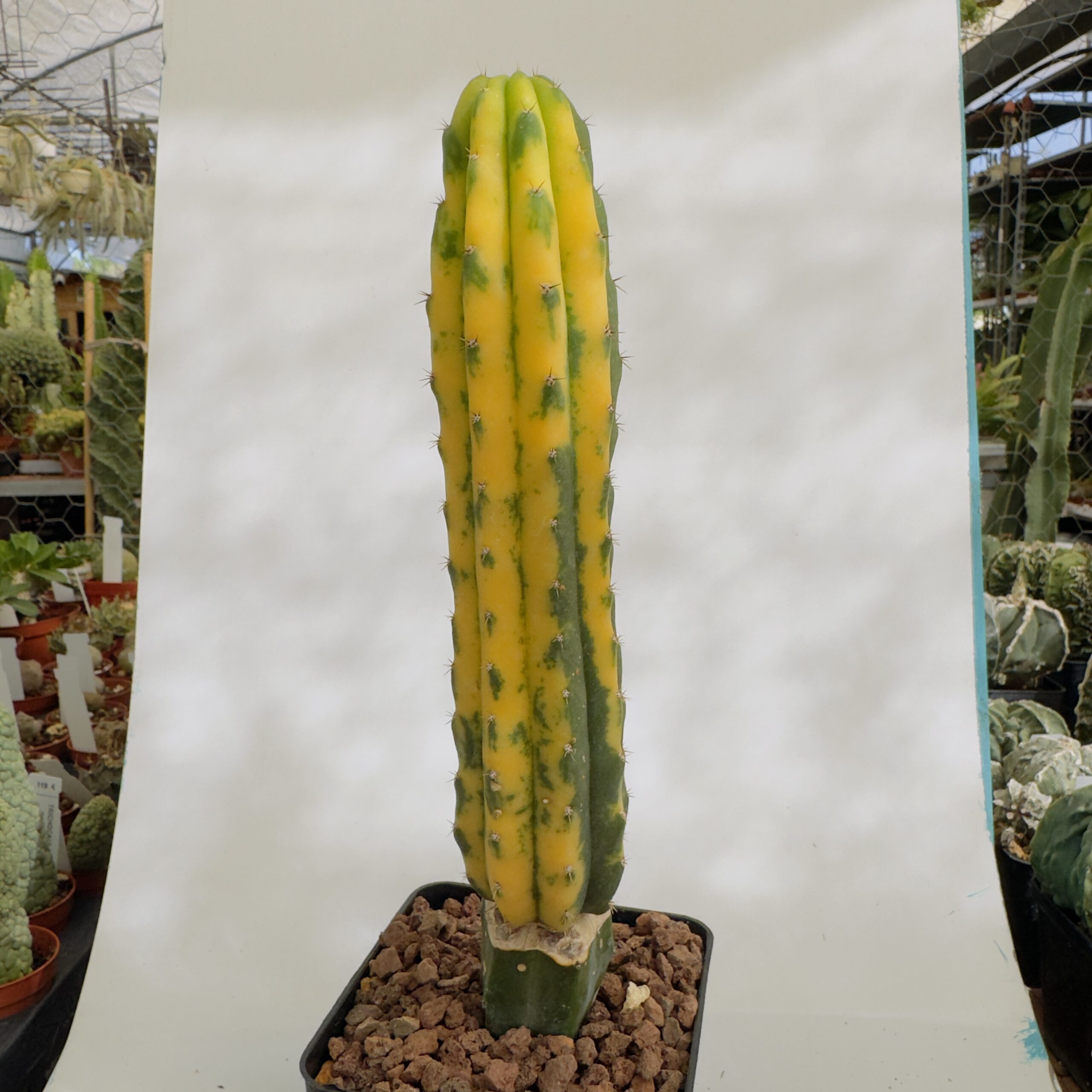 Trichocereus pachanoi variegata “San Pedro” - Imagen 4