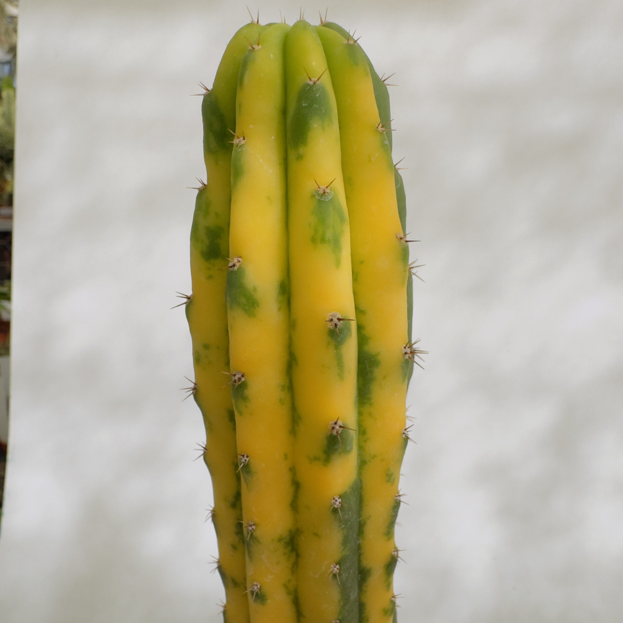 Trichocereus pachanoi variegata “San Pedro” - Imagen 3