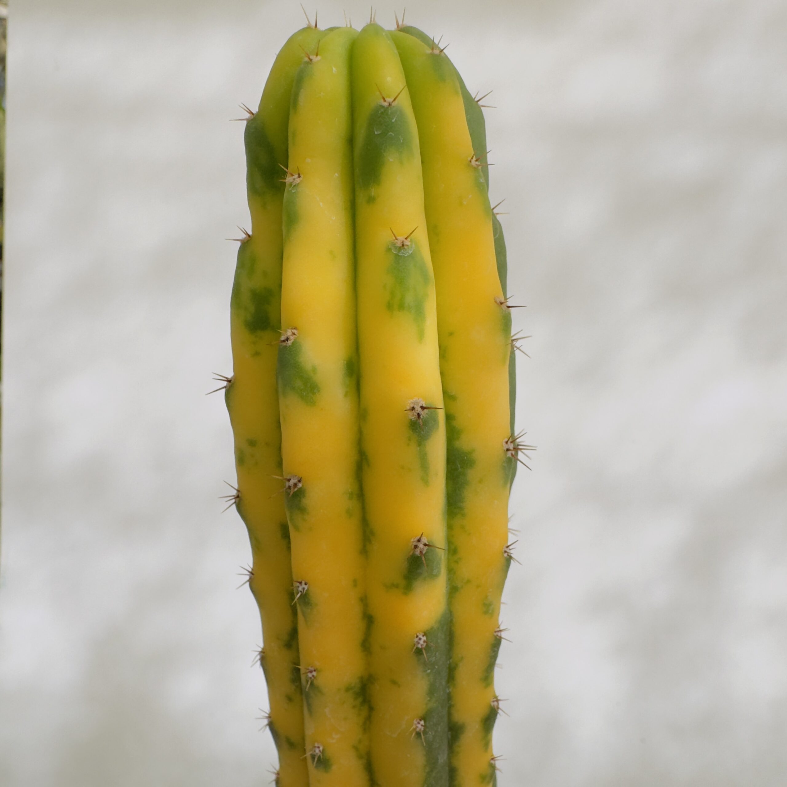 Trichocereus pachanoi variegata “San Pedro” - Imagen 5