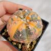 Astrophytum asterias nudum variegata