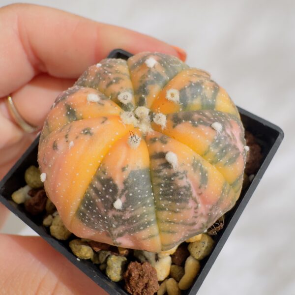 Astrophytum asterias nudum variegata