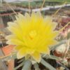 Leuchtenbergia principis