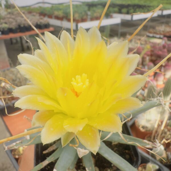 Leuchtenbergia principis