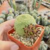 Pseudolithos migiurtinus