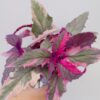 Planta de neón variegata