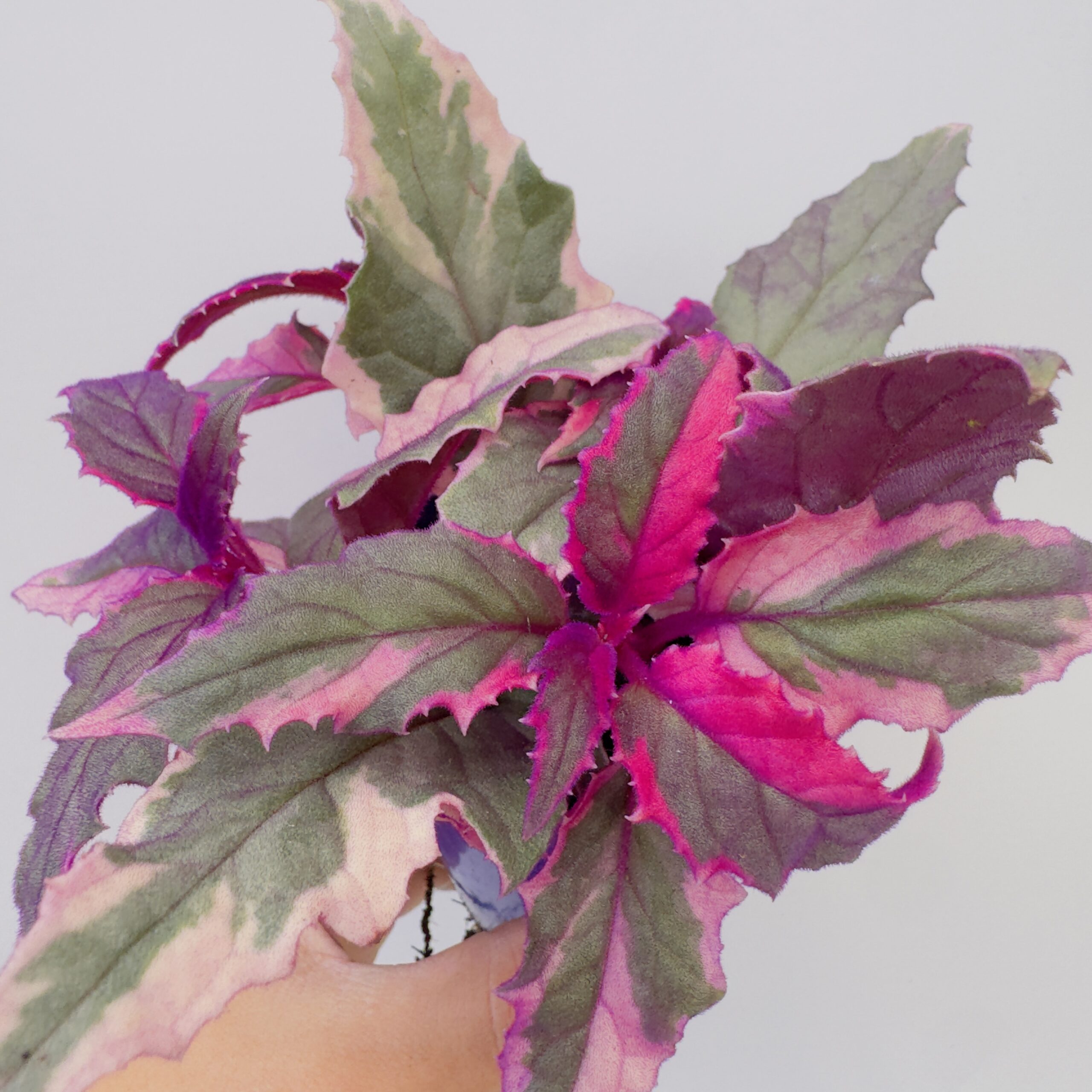 Planta de neón variegata