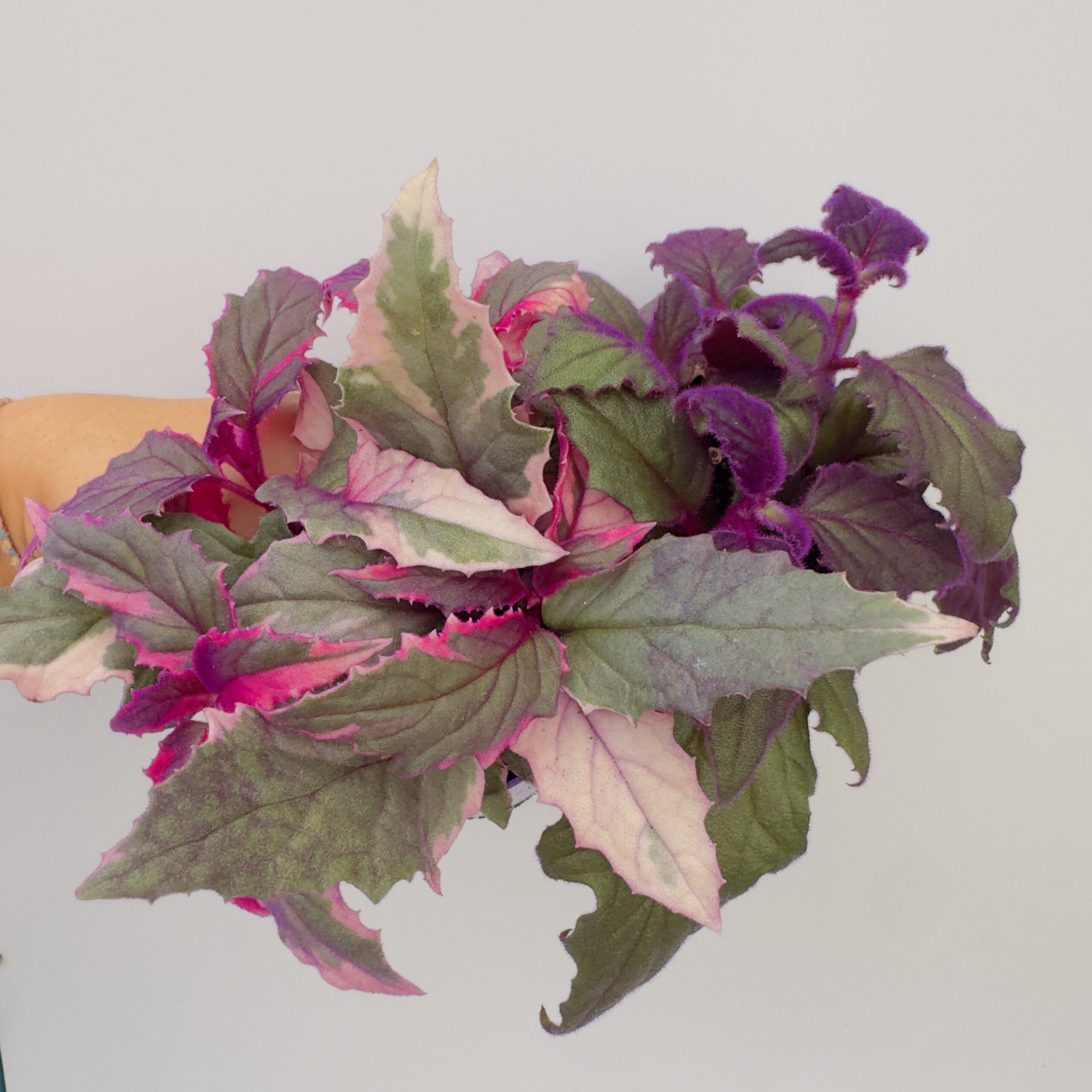 Planta de neón variegata - Imagen 3