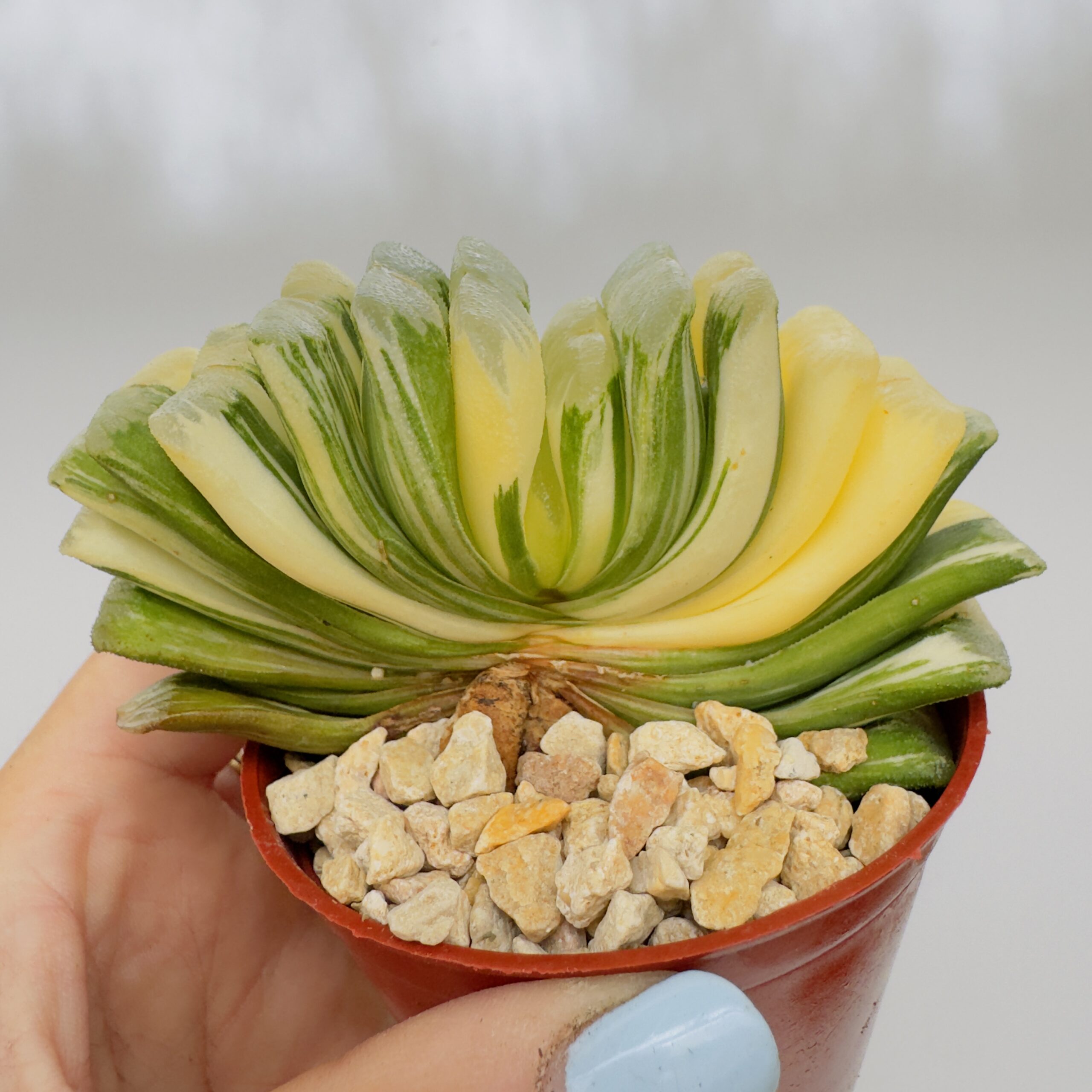Haworthia truncata variegata - Imagen 7