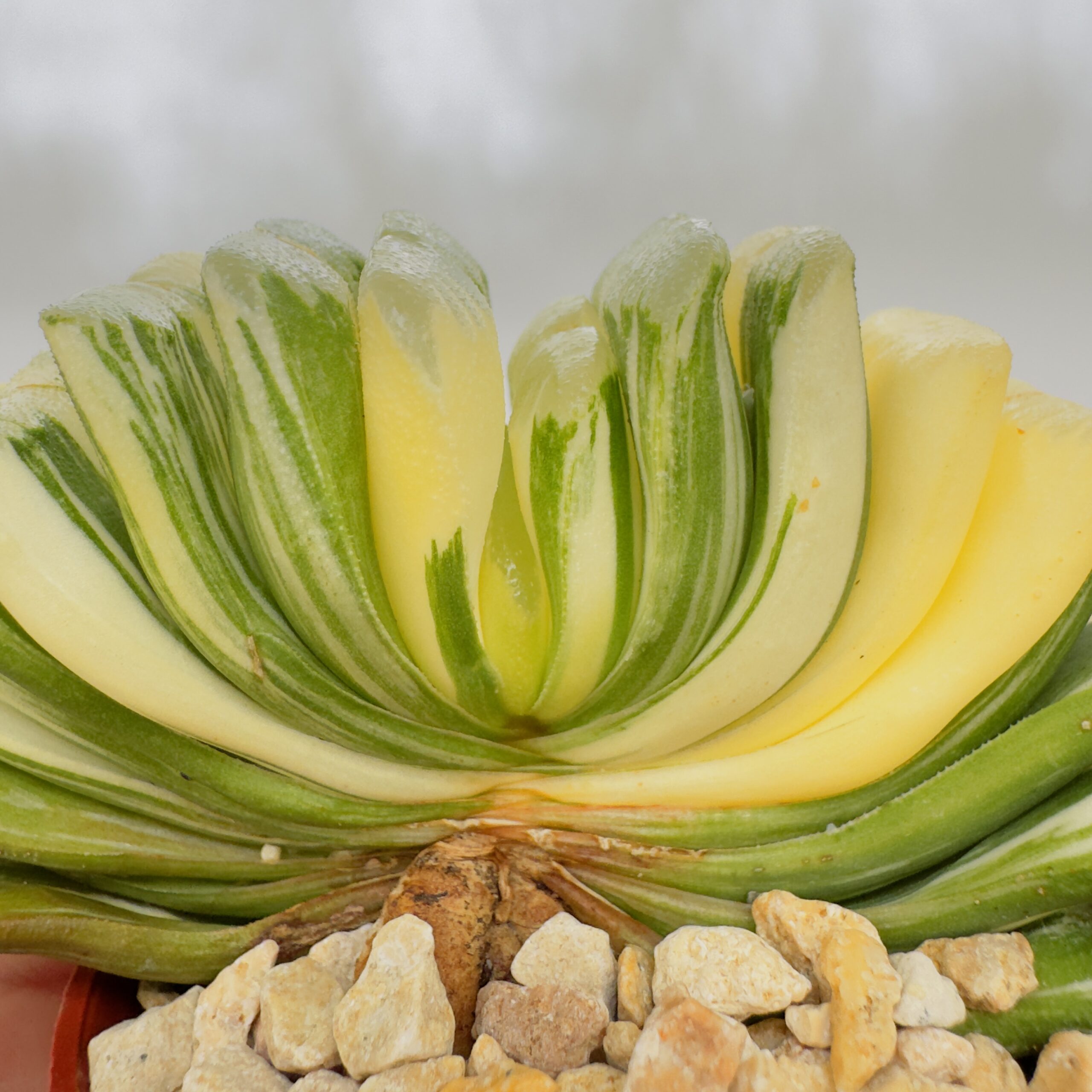 Haworthia truncata variegata - Imagen 2