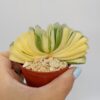 Haworthia truncata variegata