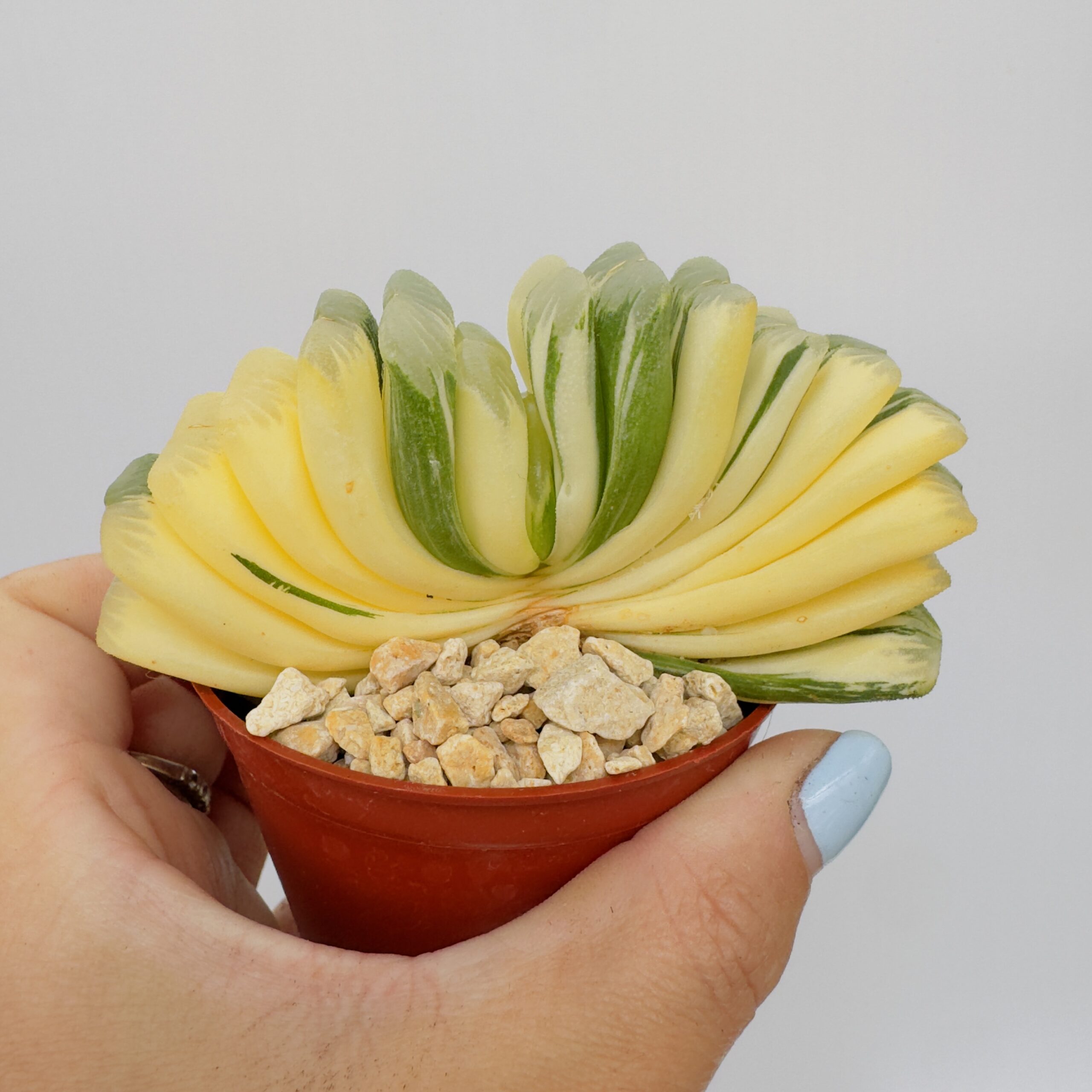 Haworthia truncata variegata