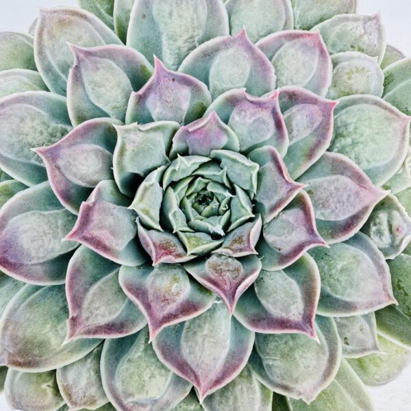Echeveria heart signal