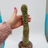 Trichocereus spachianus monstruoso