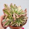 Aeonium cream tea