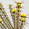 Euphorbia aeruginosa