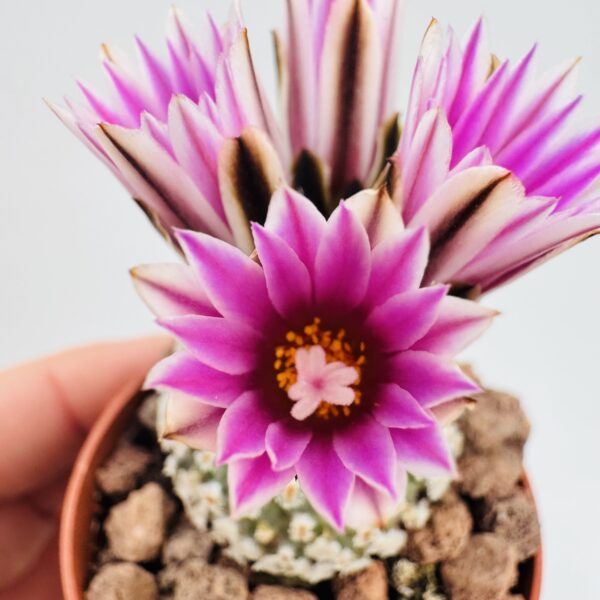 Turbinicarpus valdezianus