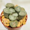 Haworthia truncata maughanii hakucho