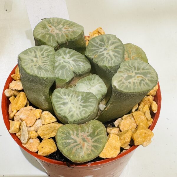 Haworthia truncata maughanii hakucho