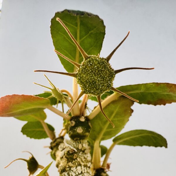 Dorstenia foetida