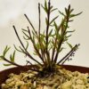 Aeollanthus subacaulis linearis