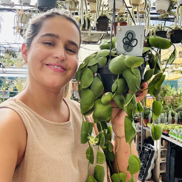 Dischidia platyphylla