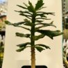 Monadenium torrei