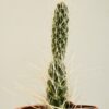 Tephrocactus weberi