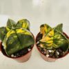Astrophytum myriostigma variegata